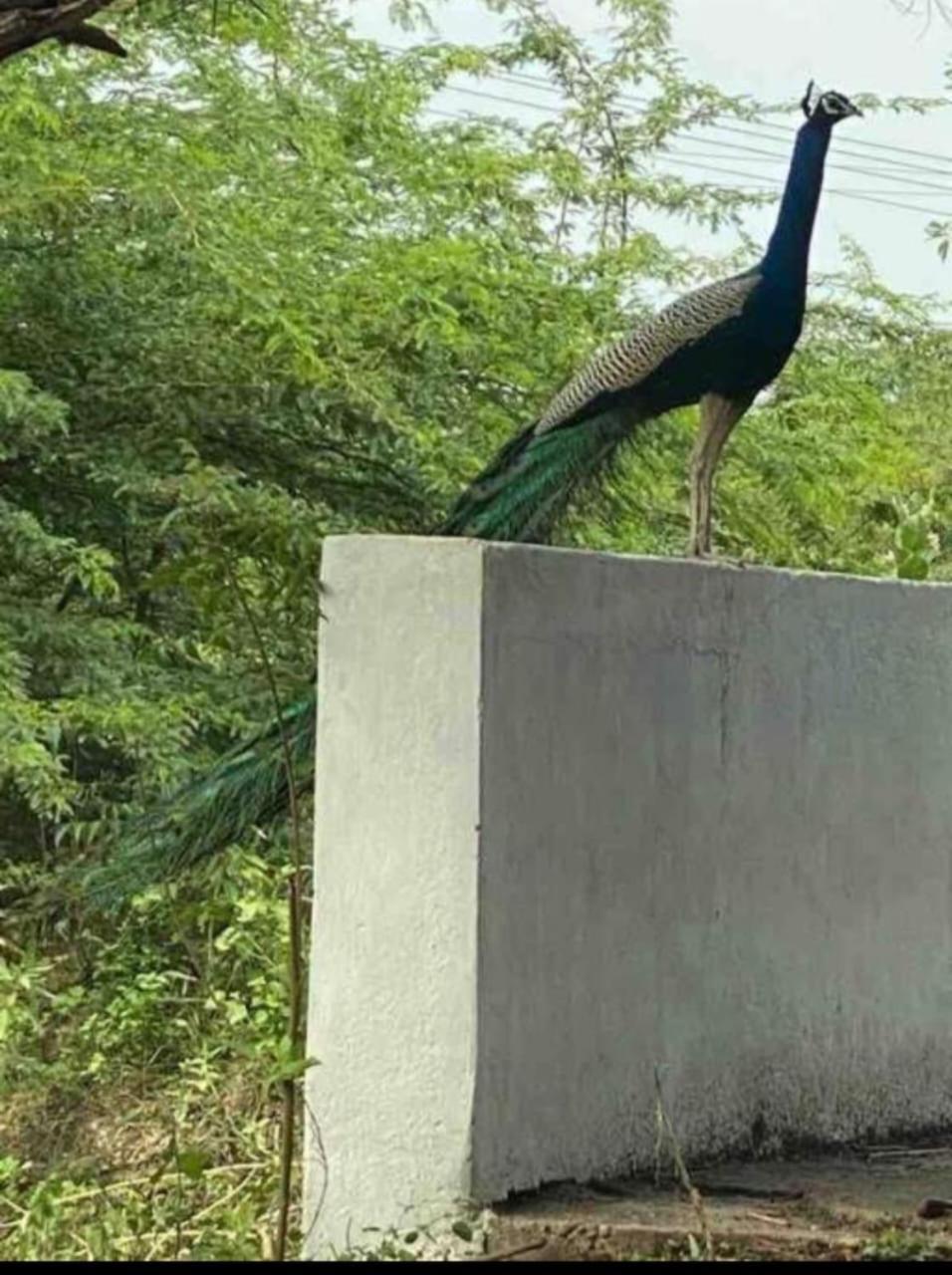 Ashirwad , Rustic , 2 Bedroom Amidst Peacocks Villa