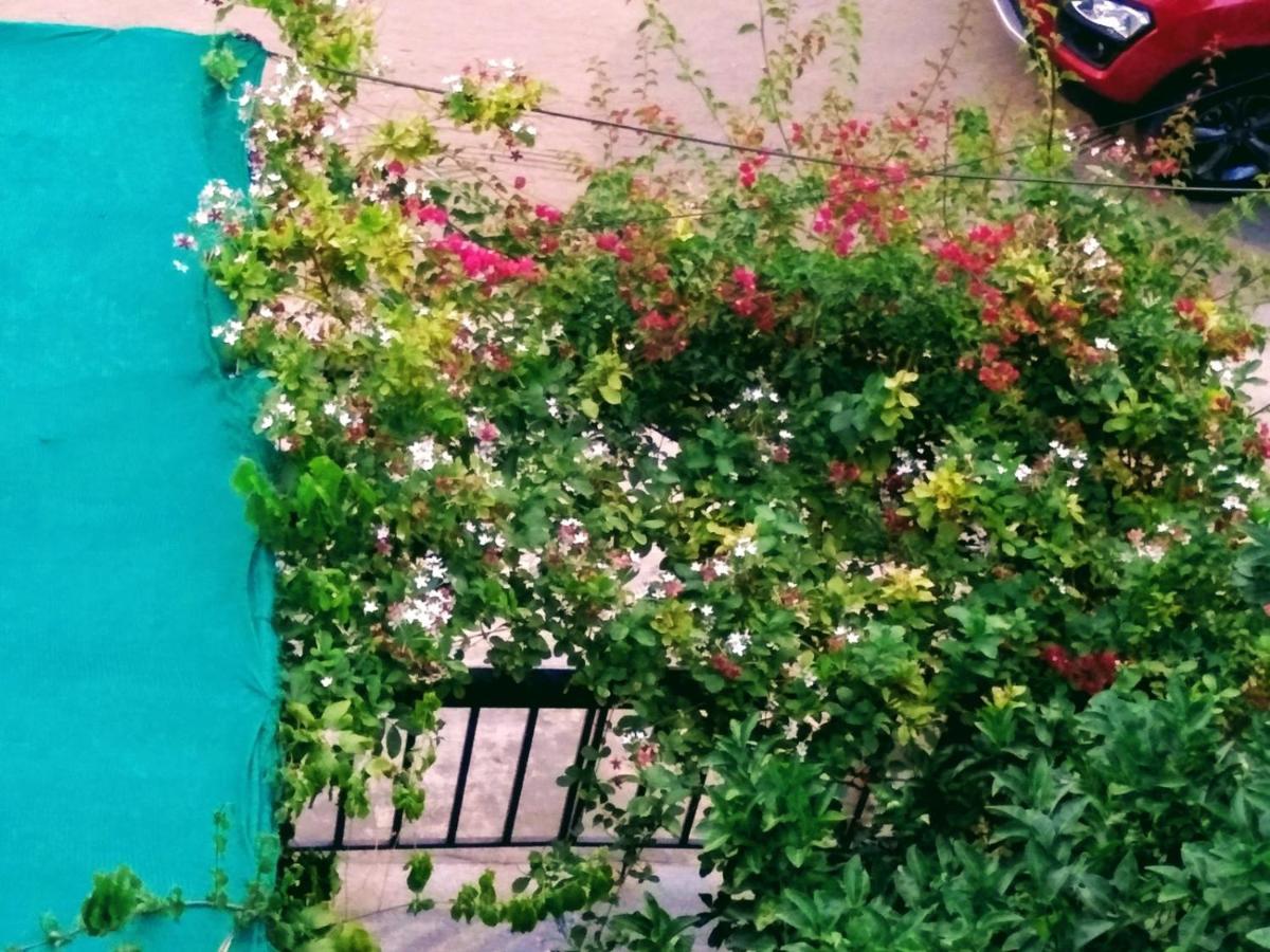 Avea Homestay *